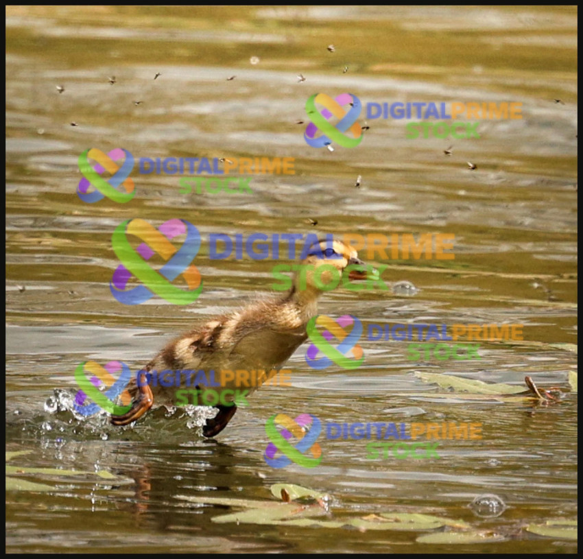 IMG 20260513 WA0003