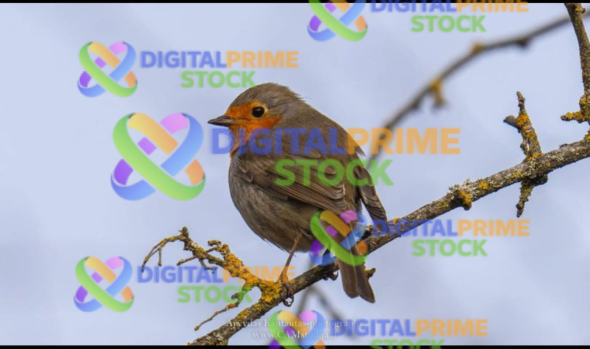 IMG 20260513 WA0004