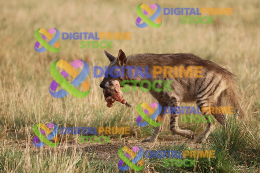 2  Ecosystem Equation Blood on Sand Equals Cubs in Den