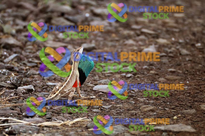 Flare on Stone Stage A Fan Throated Lizard Owns the Unmetalled Road  Pritesh Patel   9428973638