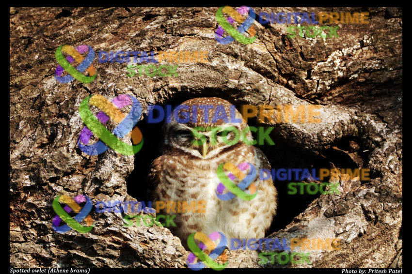 Spotted Owlet