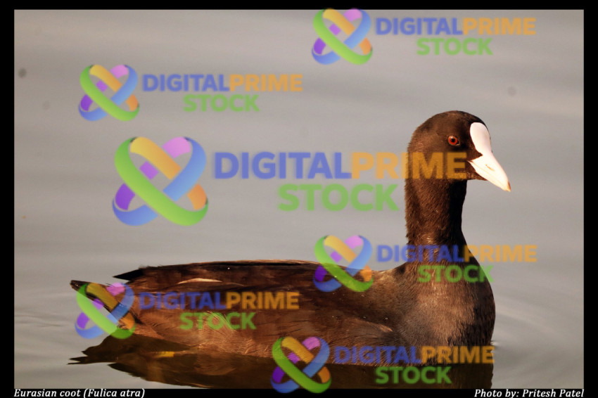 Eurasian Coot