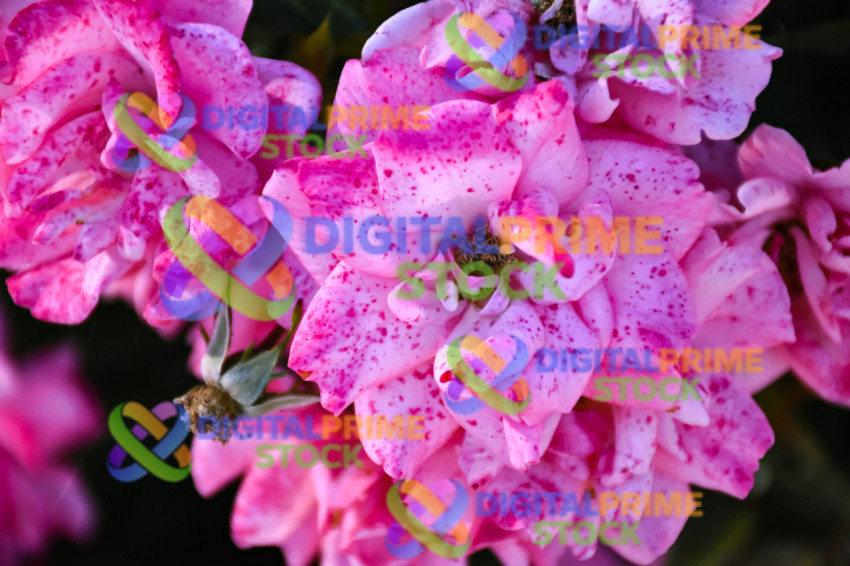 Beautiful in floral nature