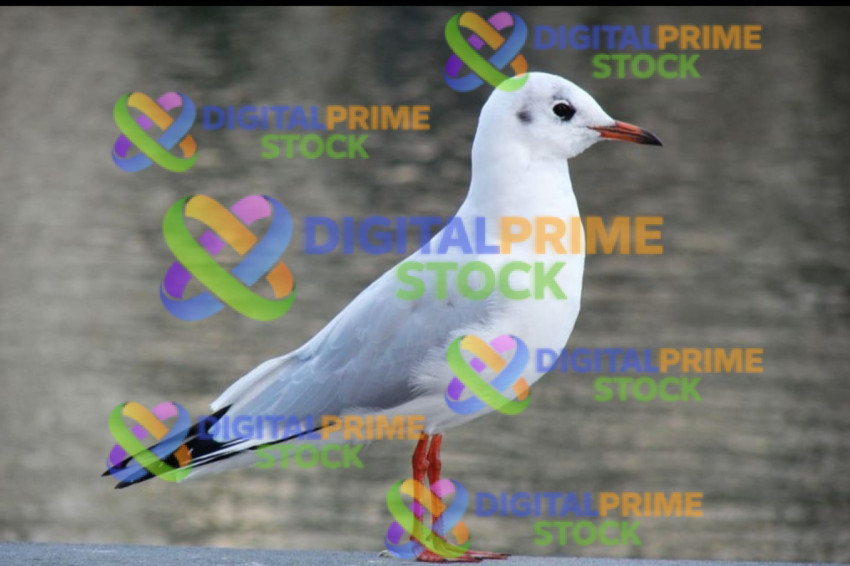 IMG 20260511 WA0101