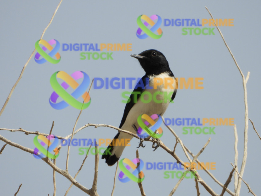 DSCN3117