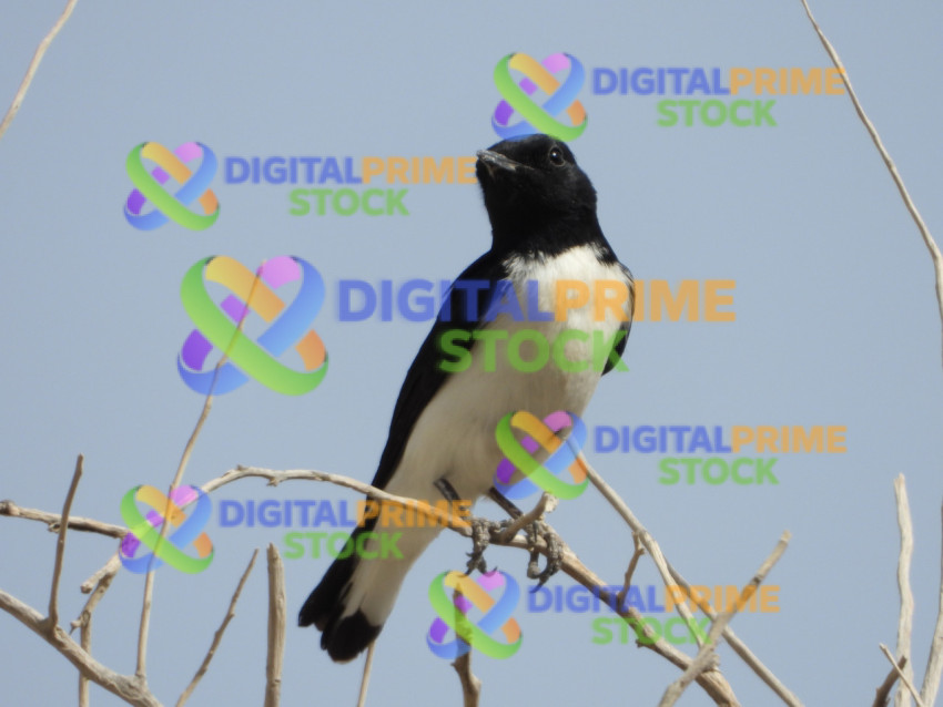 DSCN3120