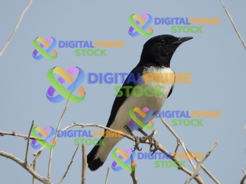 DSCN3128