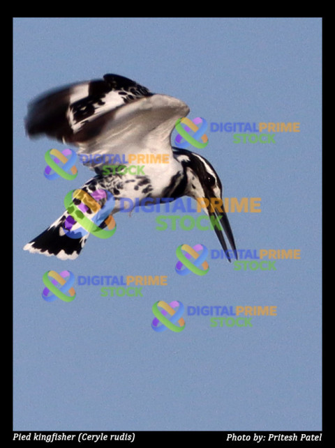 Pied Kingfisher