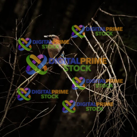 IMG 20240209 061344 483