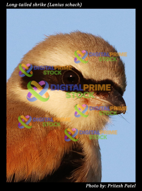 Long tailed shrike