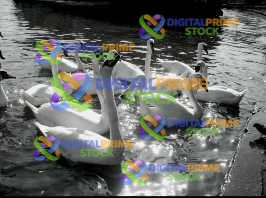 Swans in the lens