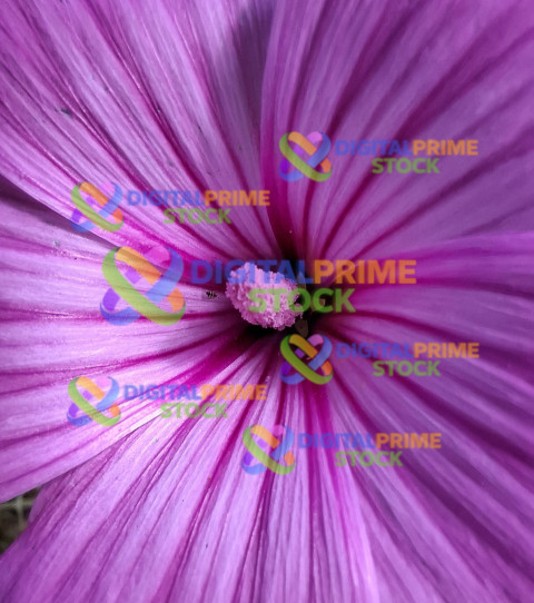 5  httpsdigitalprimestock comphoto3083 20250508 16343520250508 163435