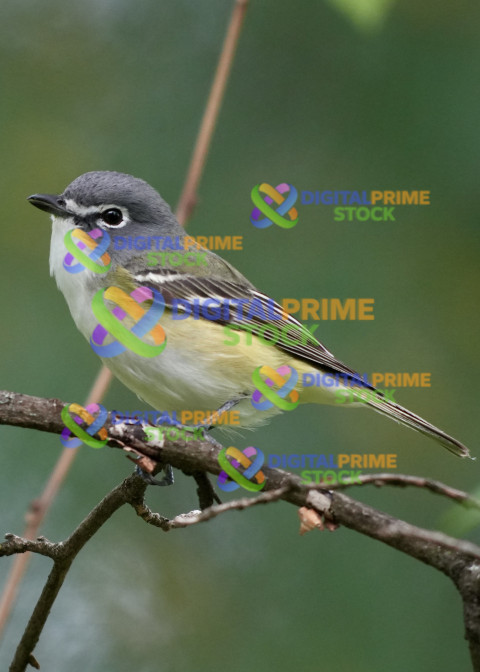 Blue-heade Vireo
