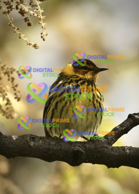 Cape May Warbler