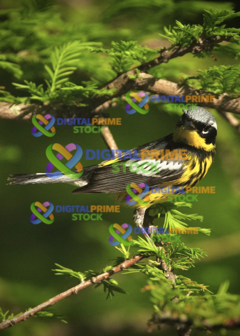 Magnolia Warbler