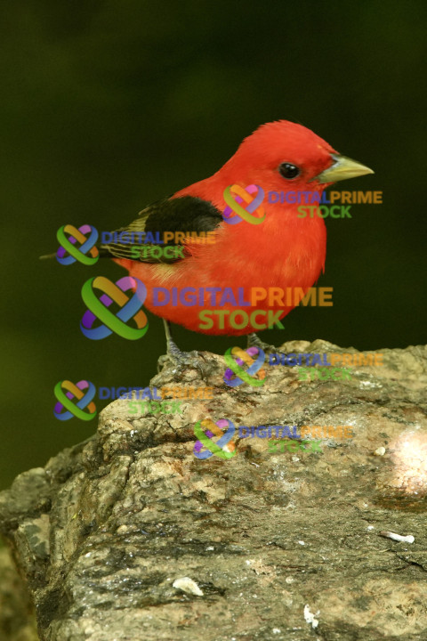 Scarlet Tannager