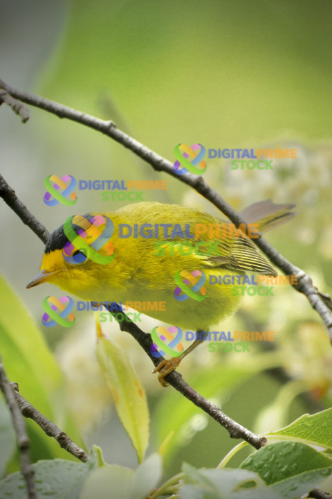 Wilson’s Warbler