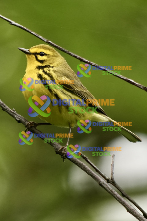 Prairie Warbler