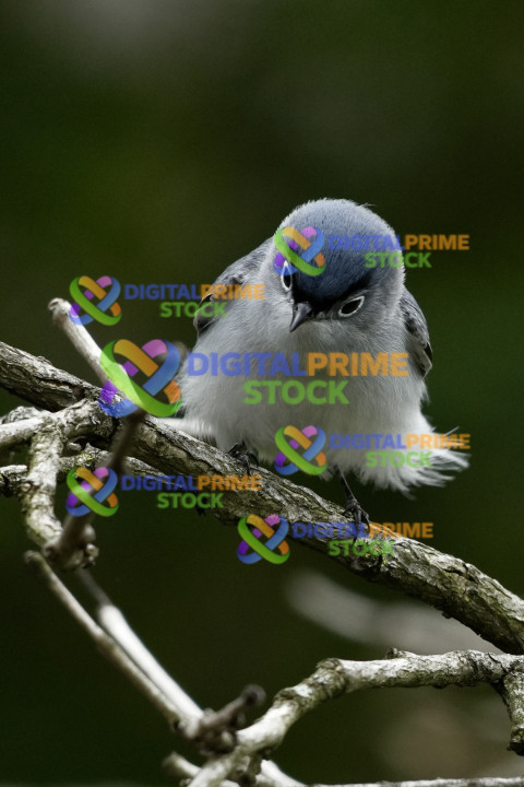 Blue gray gnatcatcher