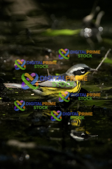 Magnolia Warbler at The Pool