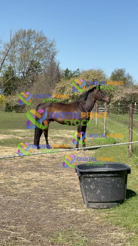 Michigan horse