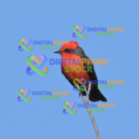 Vermillion Flycatcher Z91 6012 2048 (1)