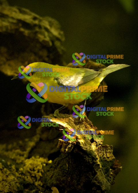 Blue-winged Warbler
